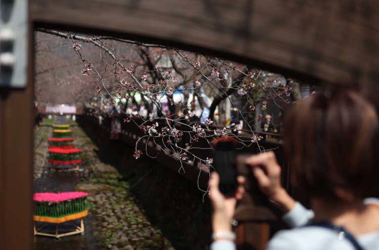 Late cold snap leaves blossom festivals without blooms