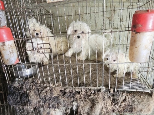 On the front line in the war against puppy mills in Korea