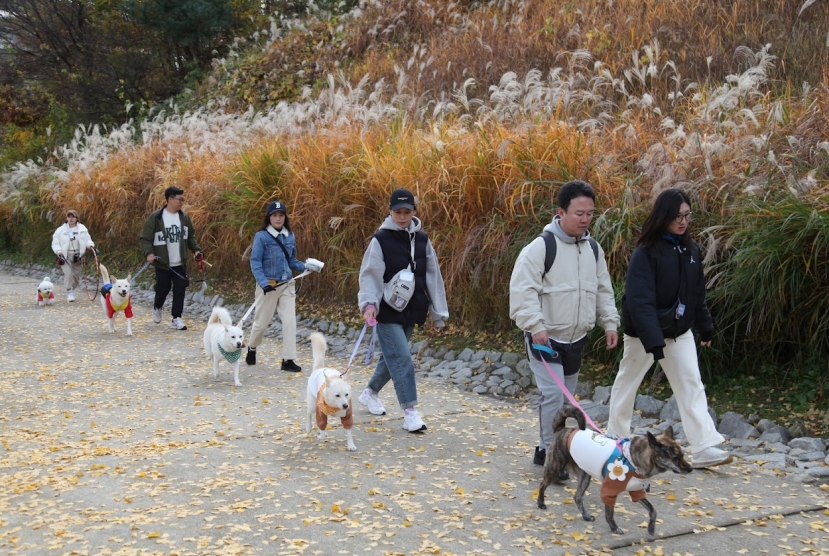 German shephards and French poodles... What about Korean Jindo?