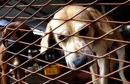 Law to ban dog meat takes effect