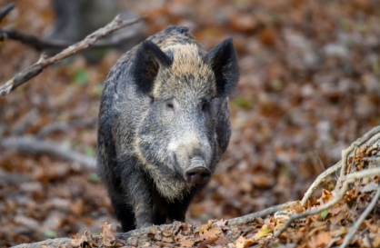 Man killed by fellow hunter who mistook him for wild boar