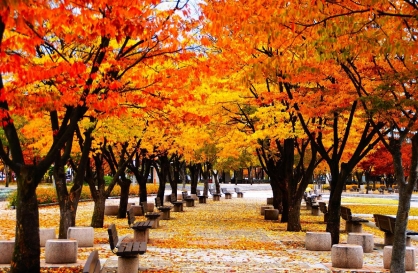 103 autumn foliage paths in Seoul