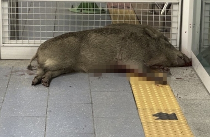 Authorities shoot dead wild boar in subway station, 1 person bitten