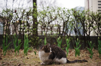 Cleaners accused of killing injured cat on street