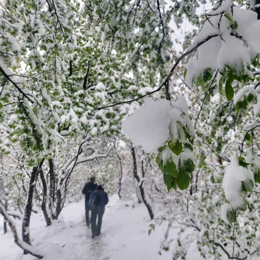 Why is heavy snow falling in mid-May in Korea?