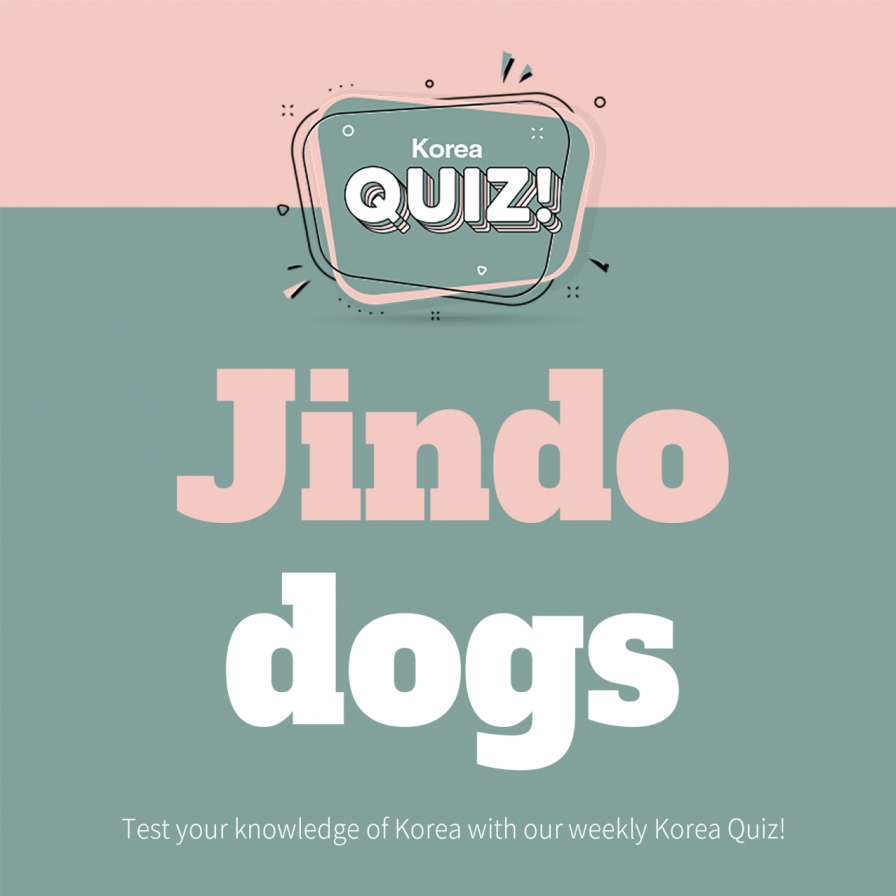  Jindo dogs
