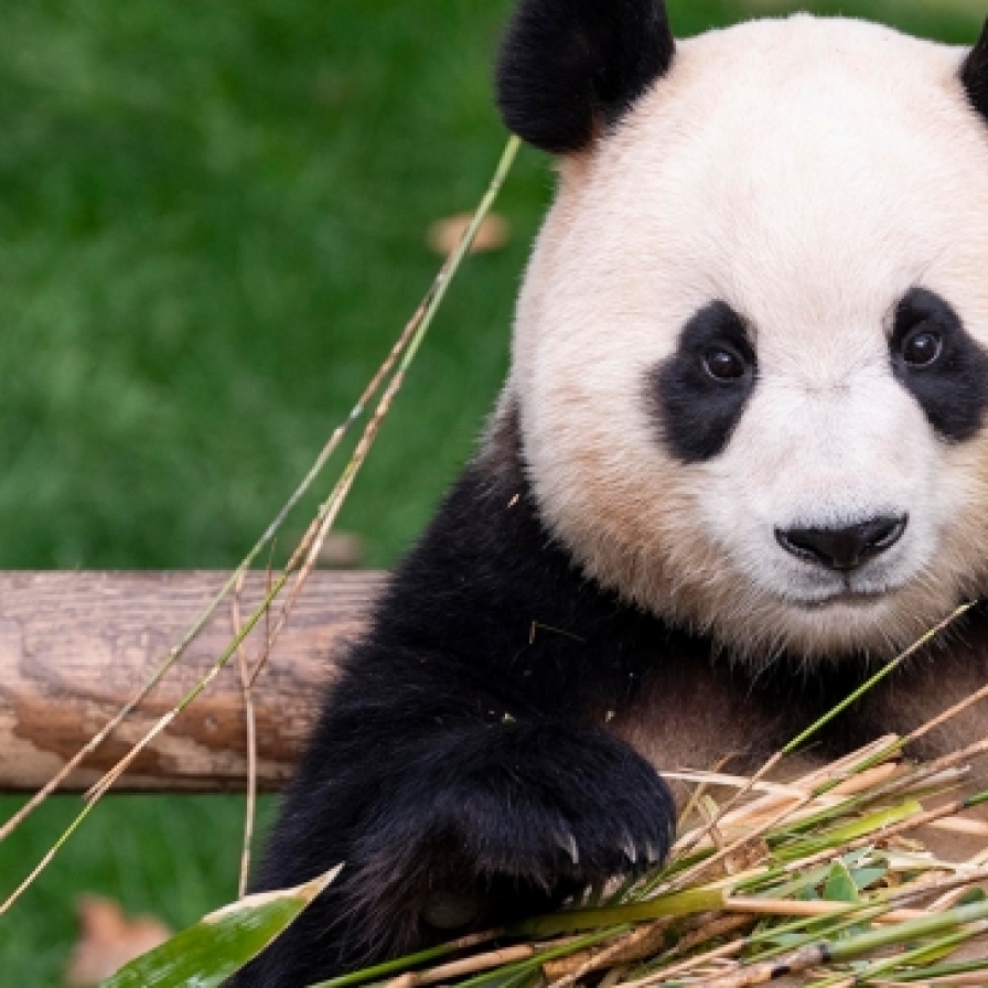 Petition reemerges for return of Fu Bao the panda