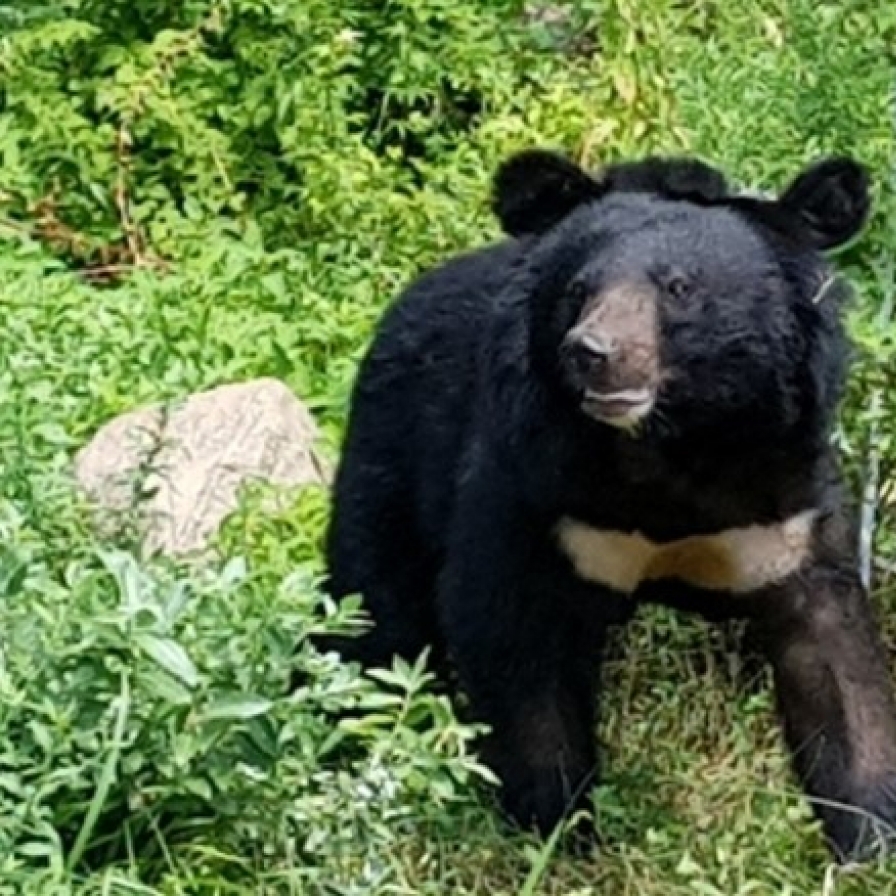 Jirisan bear sighting raises concerns: experts reassure public on low attack risk