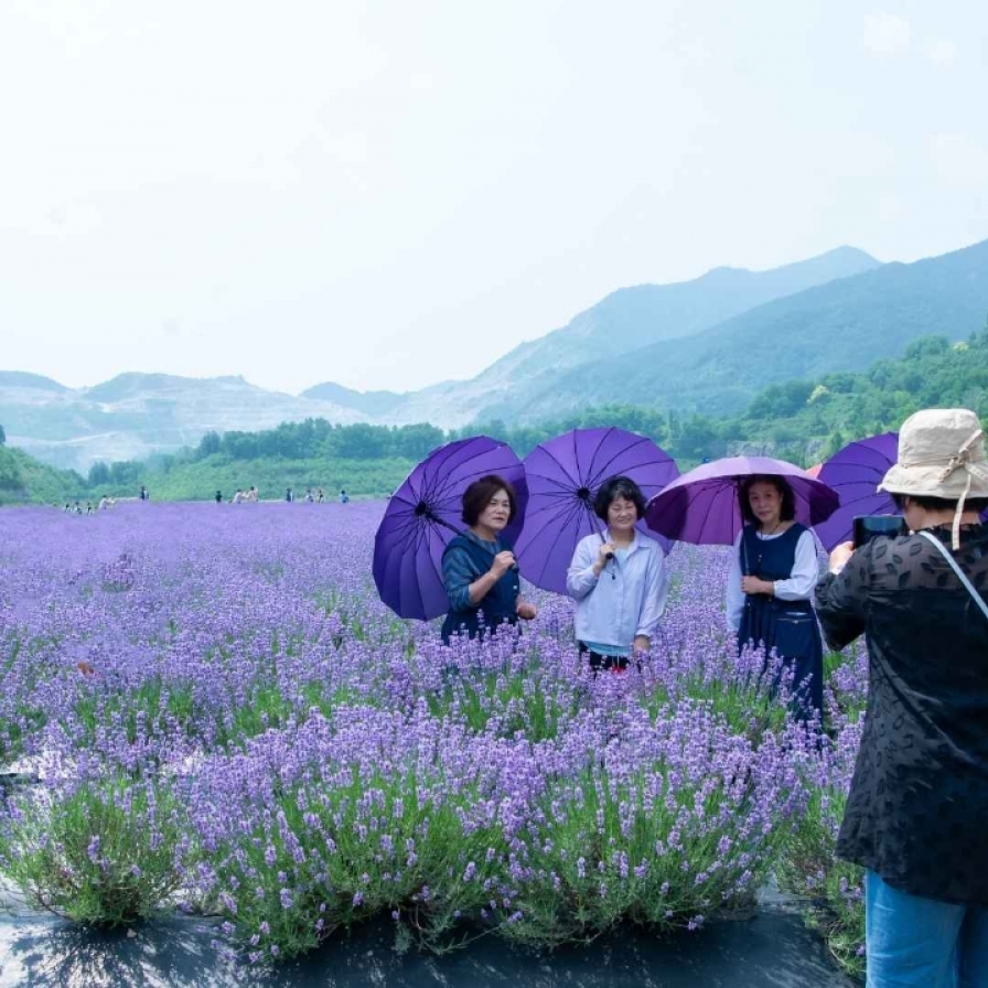Donghae's lavender festival to kick off Sunday for two-week run