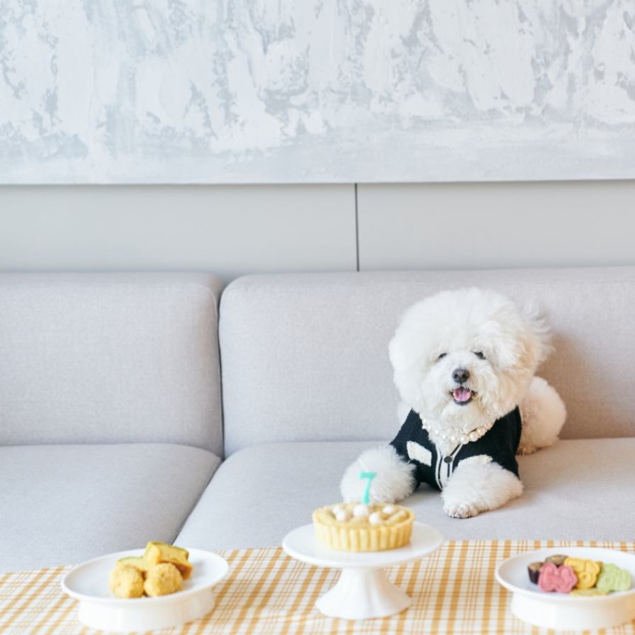 Dog's dinner: More Koreans are cooking for their pets