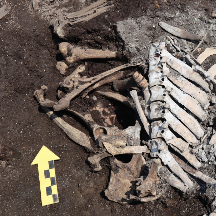 Cattle bones found near Jongmyo