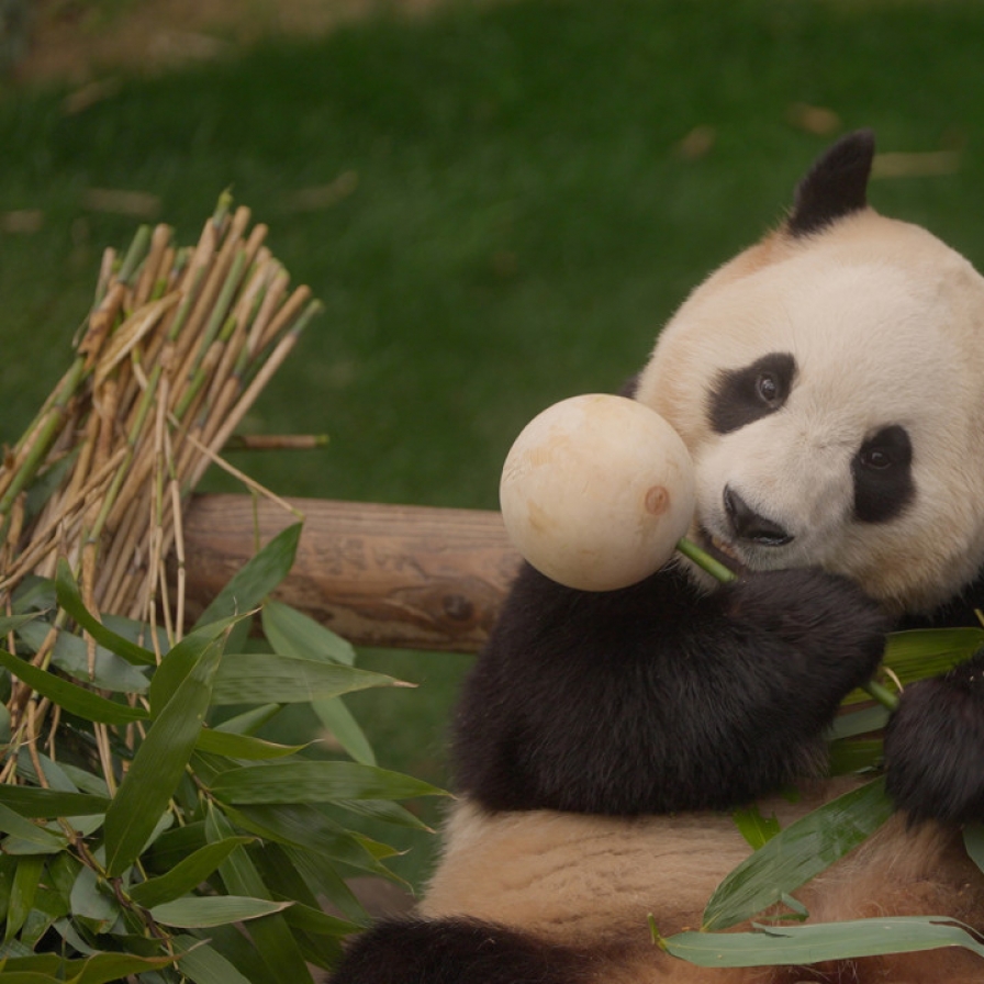 ‘My Dearest Fu Bao’ offers close look at beloved panda's last 3 months in Korea