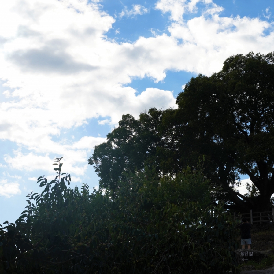 [Photo News] Lonely hackberry in Changwon