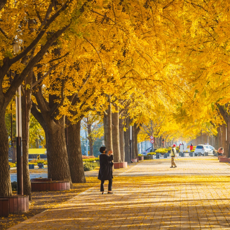 Seoul begins preemptive strike on ginkgo trees before nuts become stink bombs