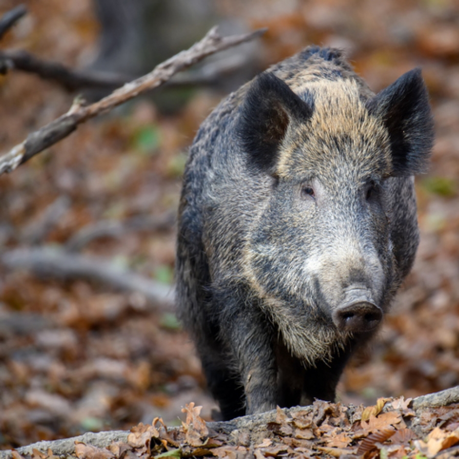 Wild boars killed as over 20 spotted around rural village