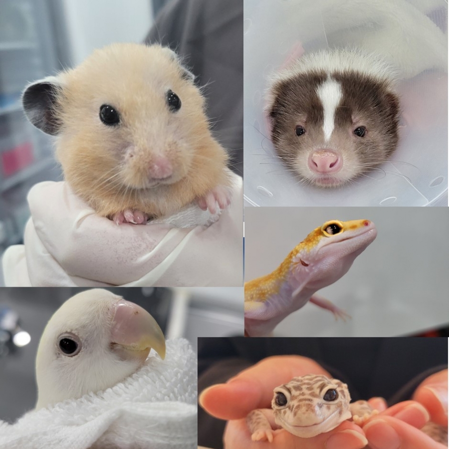 [LLG] To heal the tiny animals, vet turns to creativity