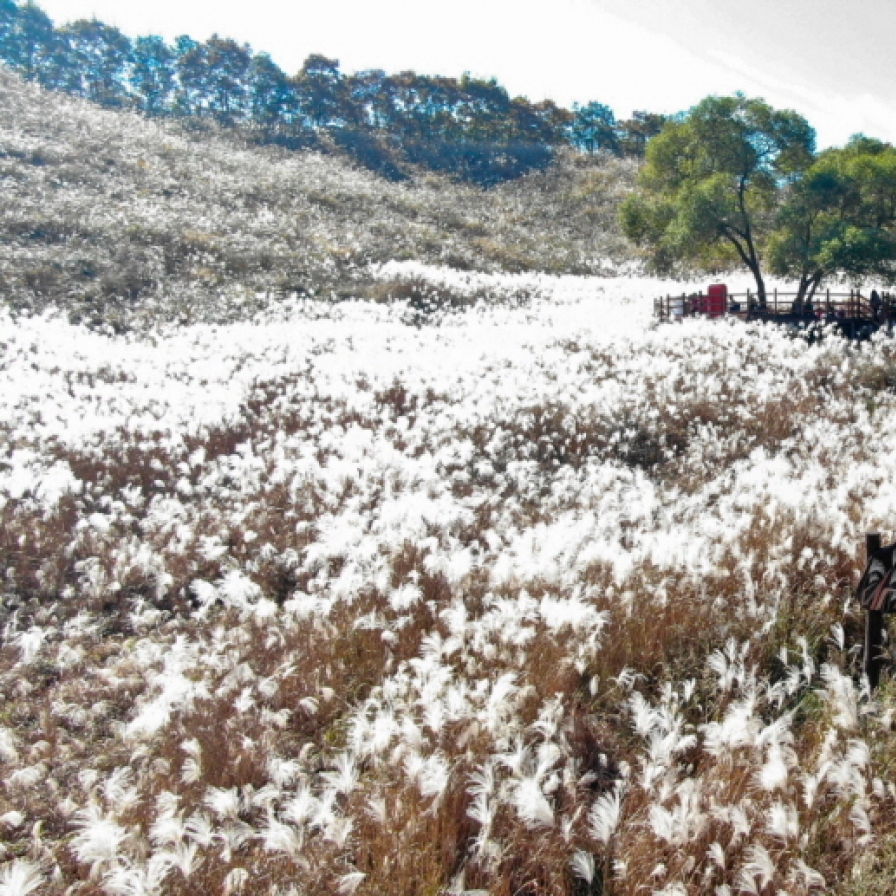 [Photo News] Dive into Pocheon’s silver grass