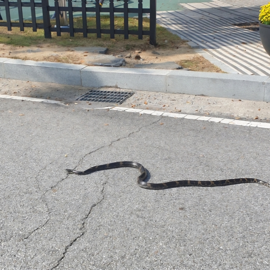 2-meter-long snake captured outside of Gyeonggi Provincial Office