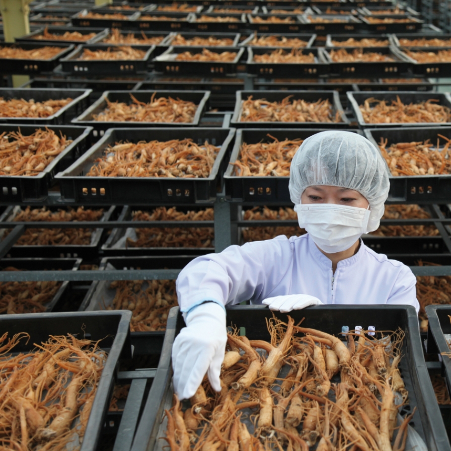 [From the scene] KGC's ginseng harvest season in full swing