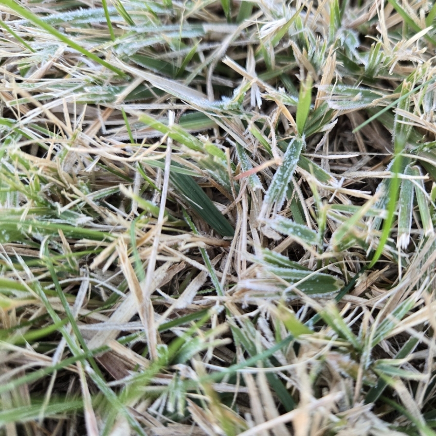 Season's first frost seen in Seoul, Daejeon