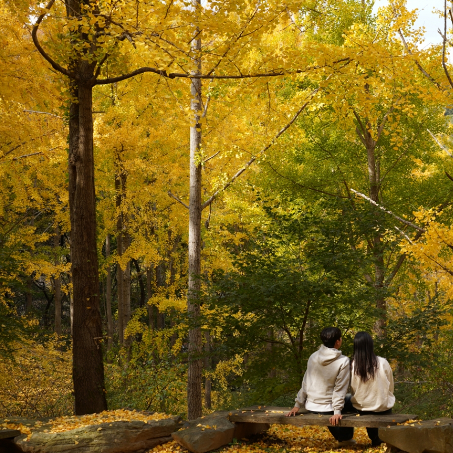 Everland unveils hidden ginkgo tree forest