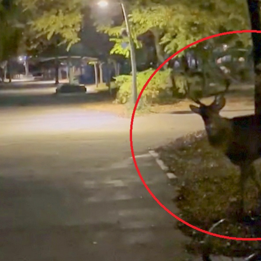 Deer incidents put Seoul's southern suburbs on alert