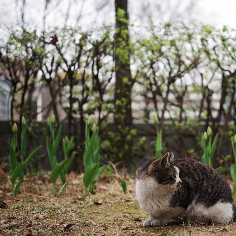 Cleaners accused of killing injured cat on street