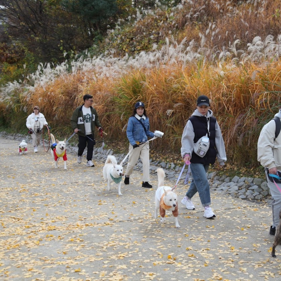 German shephards and French poodles... What about Korean Jindo?