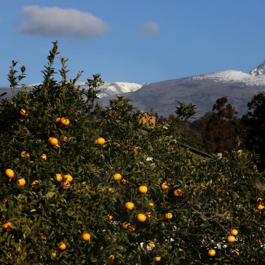 [Visual History of Korea] Jeju citrus fruit variety delivers juicy, sweet and sour oranges