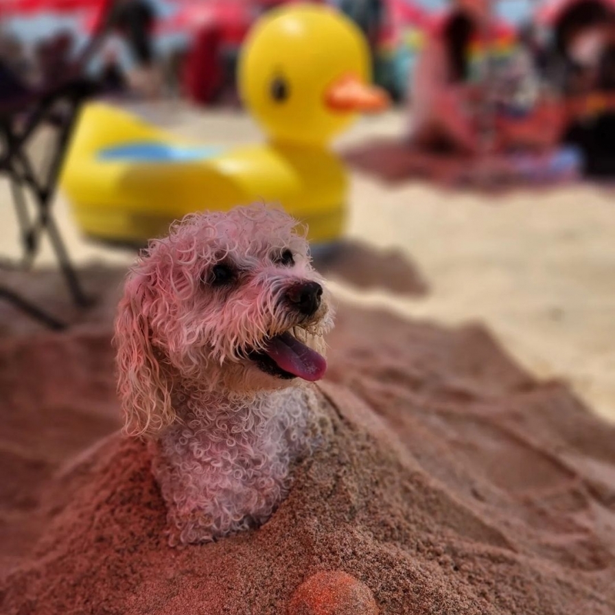  Vacationing with pets: What you need to know