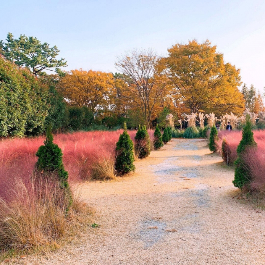 [Photo News] Pink muhly grass at Cheongsan Arboretum