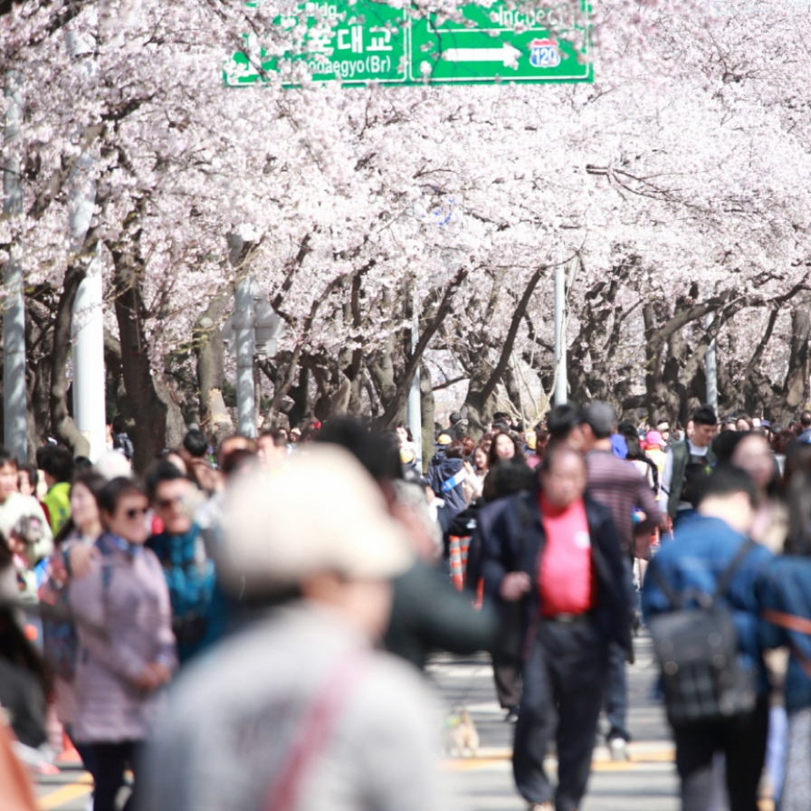 Yeongdeungpo-gu to turn into cherry blossom heaven