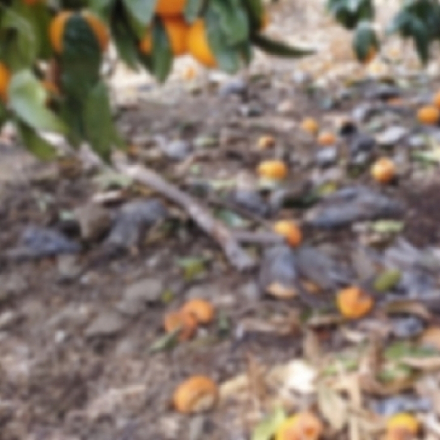 Jeju tangerine orchard owner arrested for intentionally poisoning birds