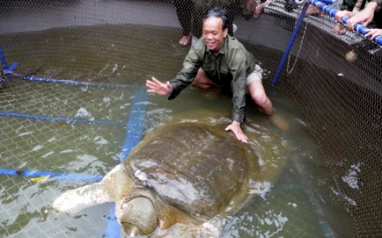 'Sacred' turtle captured in Vietnam lake