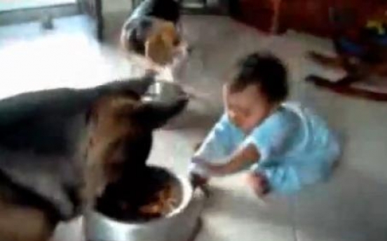 Netizens slam parents of baby vs. dog video