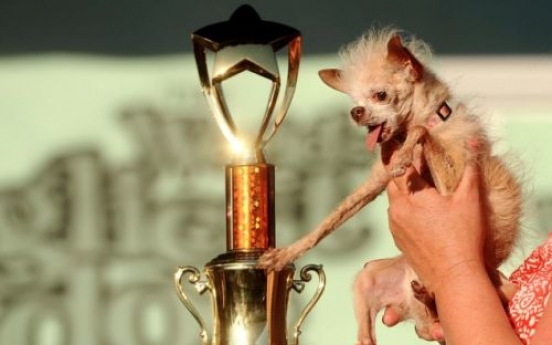 Yoda the Chihuahua is crowned the World‘s ugliest Dog