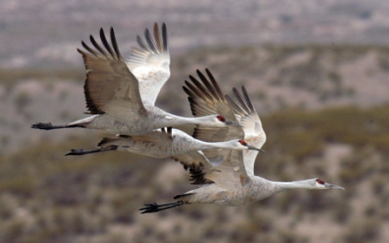 Bird-watching big business in Arizona