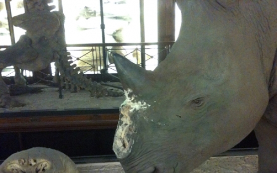 Rhino horn thieves fooled by replicas in U.K. heist