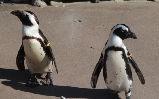 Canada's same-sex penguin pair to be split apart