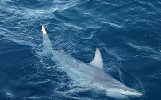 World-first hybrid shark found off Australia