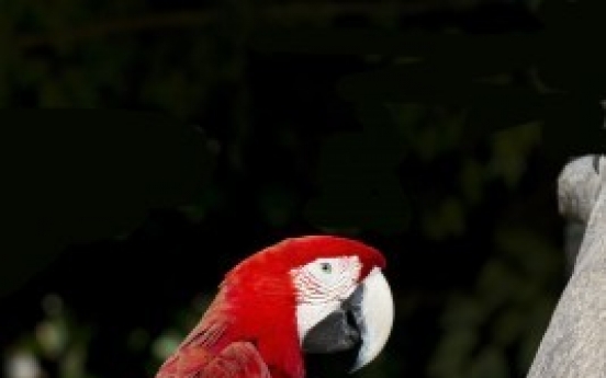 Lost parakeet tells police its home address