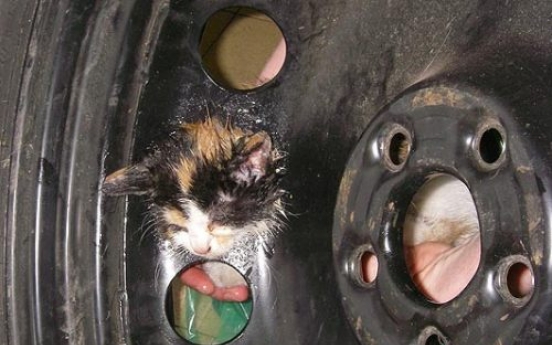 Kitten freed after getting her head stuck in tire