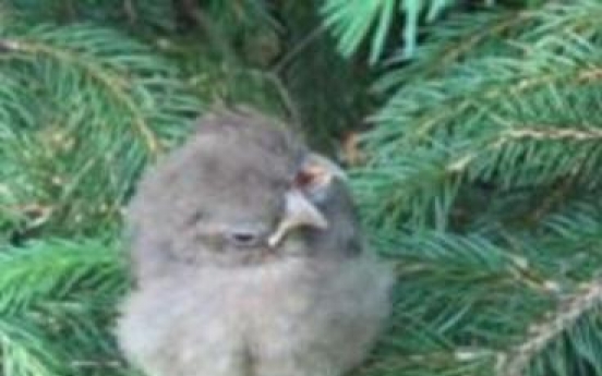 Baby bird found with 2 heads, 3 beaks