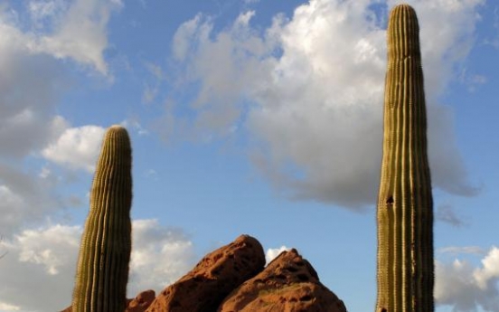 Saguaro cactus puts man in intensive care