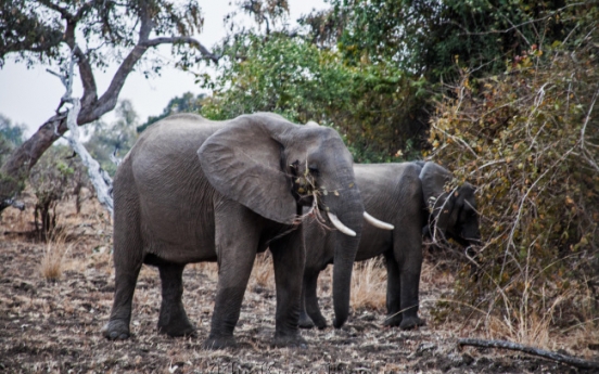 Zambia underfoot: On the ground at Zebra Plains