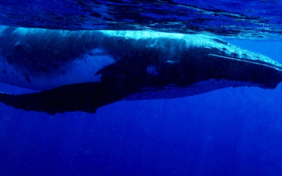 Capturing man’s encounters with  ocean giants