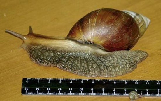 African snails confiscated in Scotland