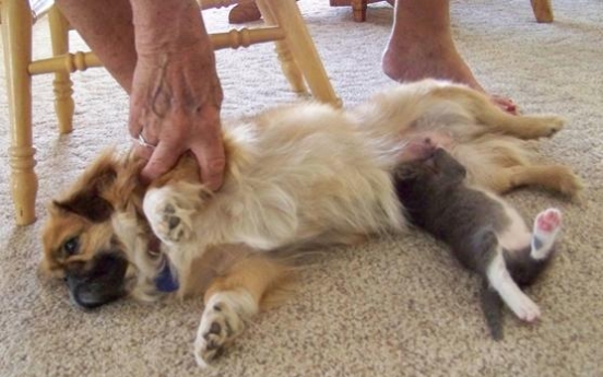 Dog nurses abandoned kitten