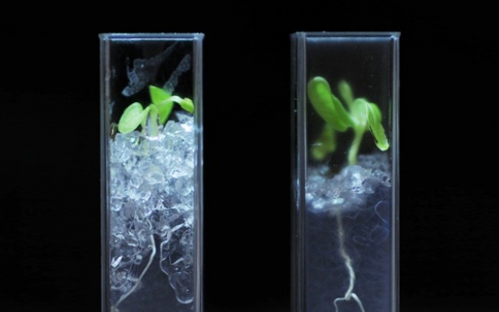 Plant scientists create ‘see-through’ soil