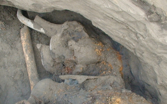 Boy finds woolly mammoth carcass in Siberia